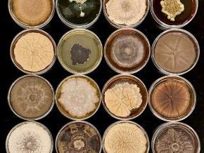Christina Fisher研究的培养皿中9个霉菌样本